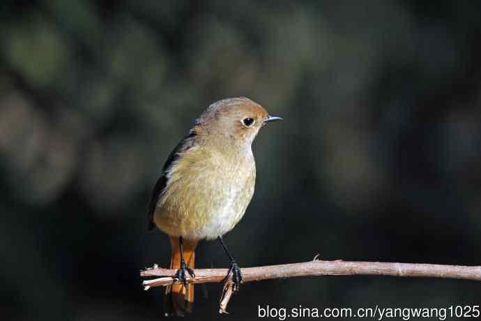 雌性北红尾鸲（1）