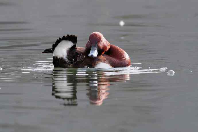 稻香湖的潜鸭☆
