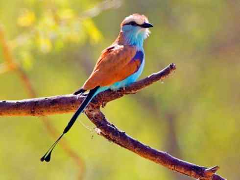 绝色攀禽:佛法僧目之佛法僧