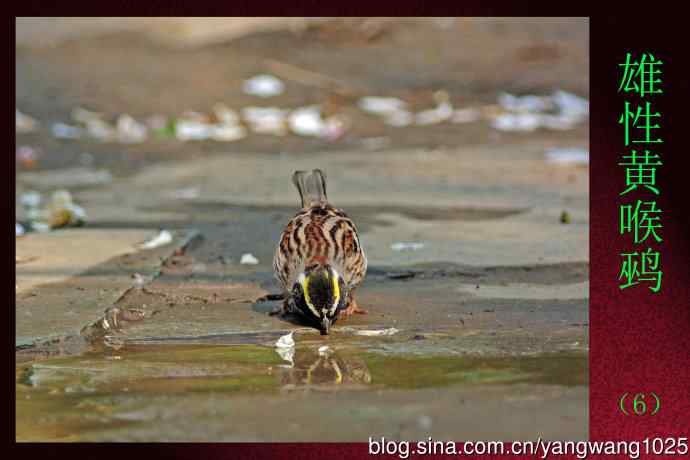 雄性黄喉鹀（6）