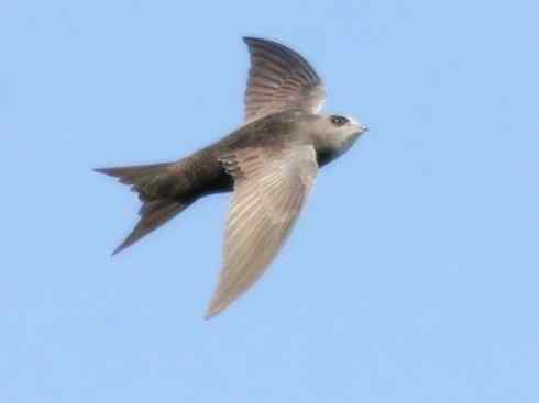 鸟类之最：尖尾雨燕