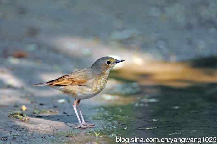雌性蓝歌鸲（2）