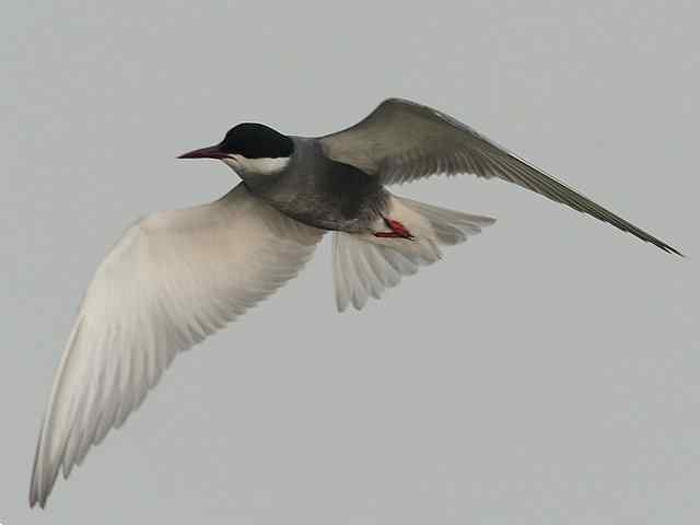 衡水湖印象(彩鹬及其它)