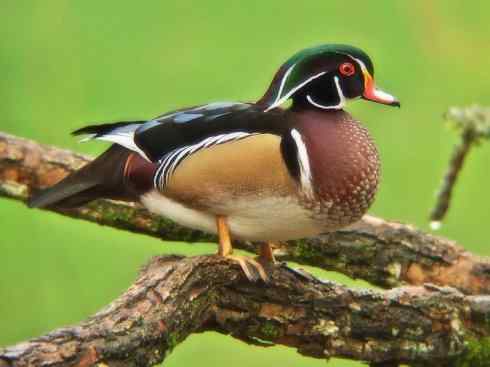 欣赏：美丽的栖鸭2