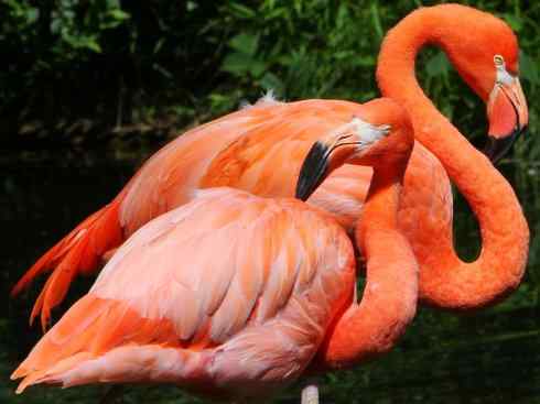 极品红色鸟类：火烈鸟