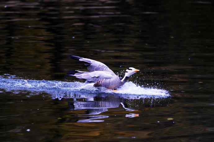 斑头雁（抓拍）6