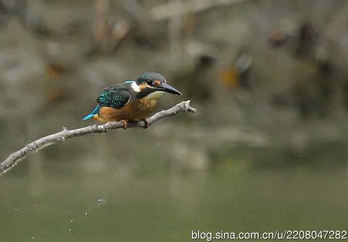 224.可爱小翠---翠鸟之吻