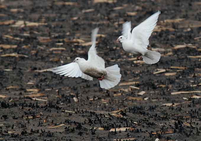 汉石桥湿地的斑嘴鸭 汉石桥湿地的斑嘴鸭