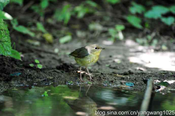 北京天坛公园的鸟类——蓝歌鸲（雌）3