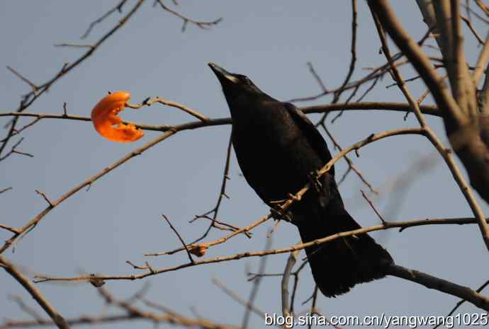 北京动物园的鸟类——谁爱吃柿子？（乌鸦）