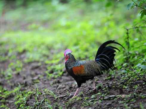 凤凰：传说的鸟原型探秘（原鸡）