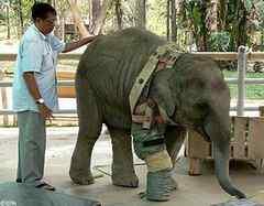 为鸟类接上义肢 为鸟类接上义肢