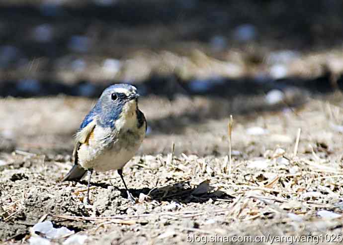 自然和谐的日坛公园（雄性红胁蓝尾鸲）