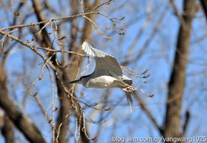 北京动物园的鸟类——飞（夜鹭）2
