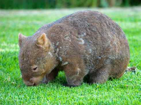 盘点十二大著名食蚁动物：袋食蚁兽