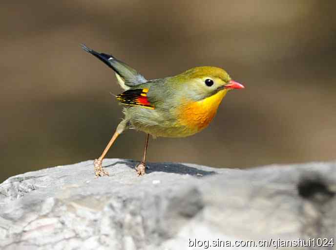 漂亮.红嘴相思雀(日坛)