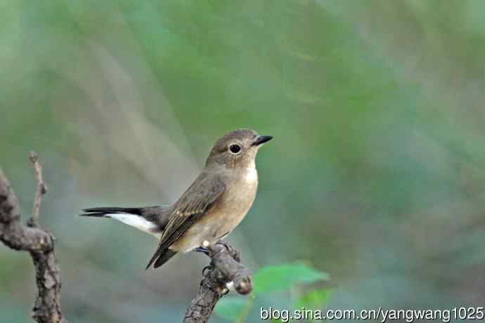 秋天的红喉姬鹟（1）