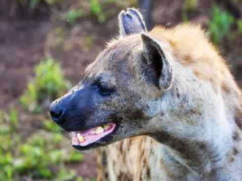 狈：传说的兽原型探秘（鬣狗）