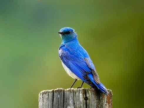 雀鸟也彪悍：谁怕谁（鹊鸲）