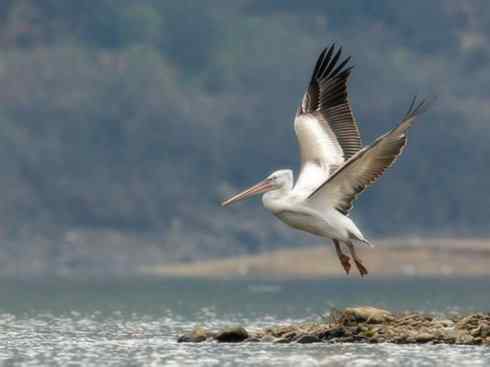 猎奇：奇特的鸟喙之十