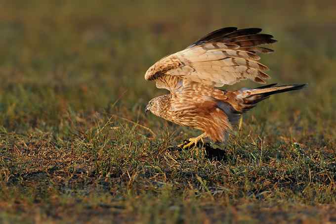 【新鸟】鹊鹞（雌）：野鸭湖之秋