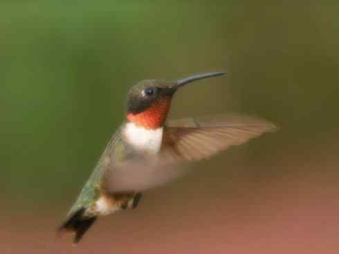 雀鸟也彪悍：别拿豆包不当干粮（蜂鸟）