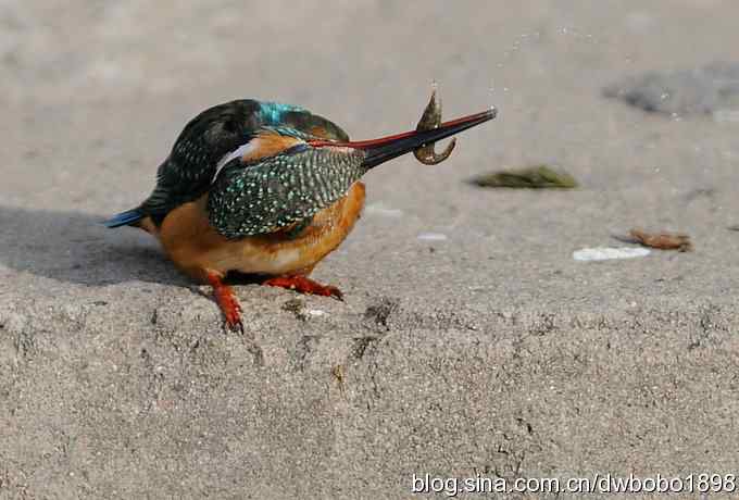 新年第一炮：小翠抓虾