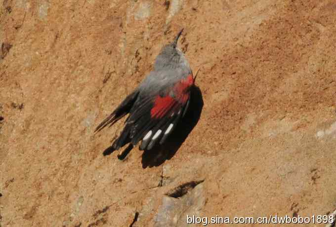 优雅红翅 旋壁山岩