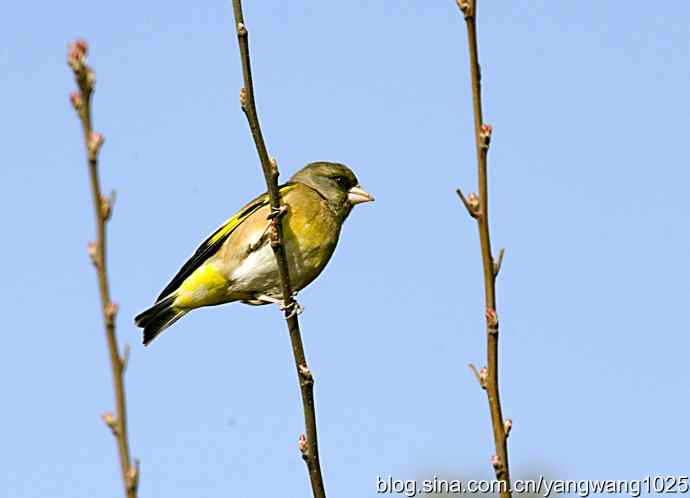 艰难(大风中的金翅鸟纪实) 艰难(大风中的金翅鸟纪实)