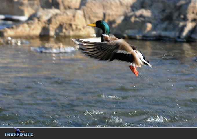 【新鸟】针尾鸭和白河湾的几只鸟