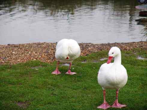 猎奇：十大奇异的雁鸭之一（叫鸭、天鹅）