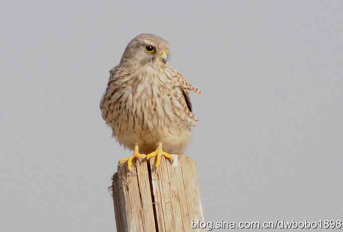落地大鵟让偶急