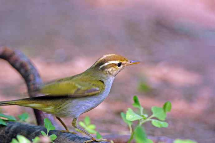 冕柳莺（记录版）