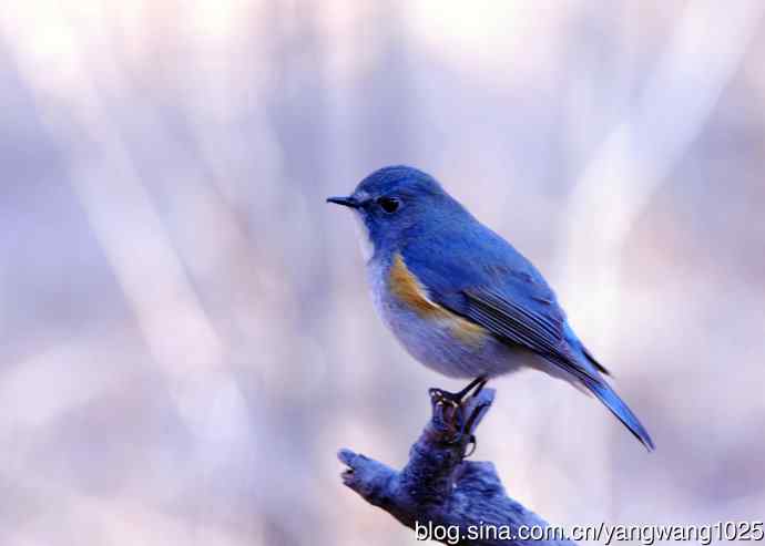 雄性红胁蓝尾鸲（3）