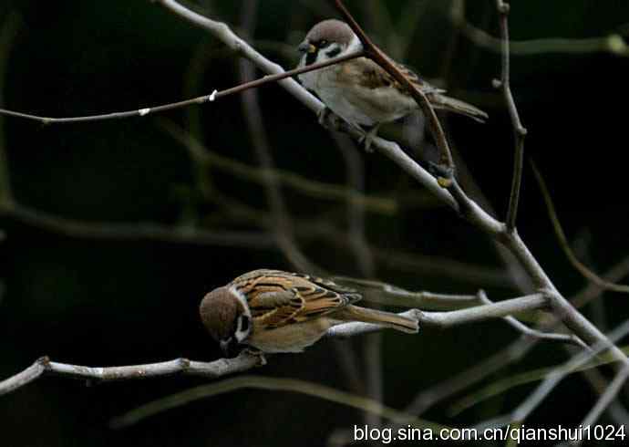 小麻雀专辑(窗拍)