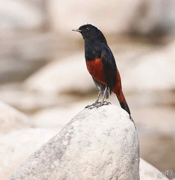 陕西洋县 wbr路 wbr白顶溪鸲 陕西洋县 wbr路 wbr白顶溪鸲