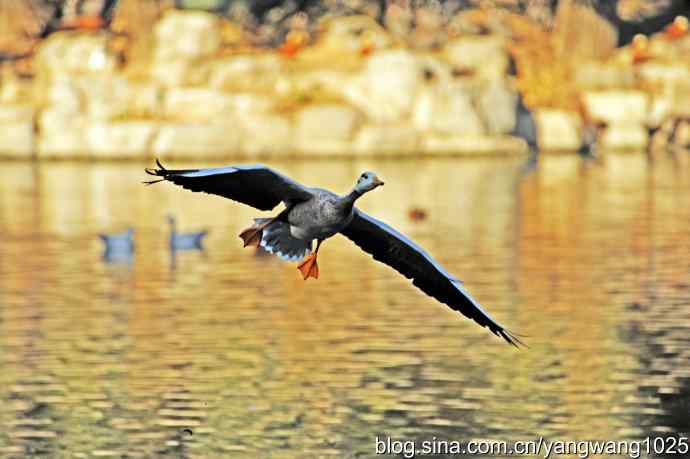 斑头雁（抓拍）