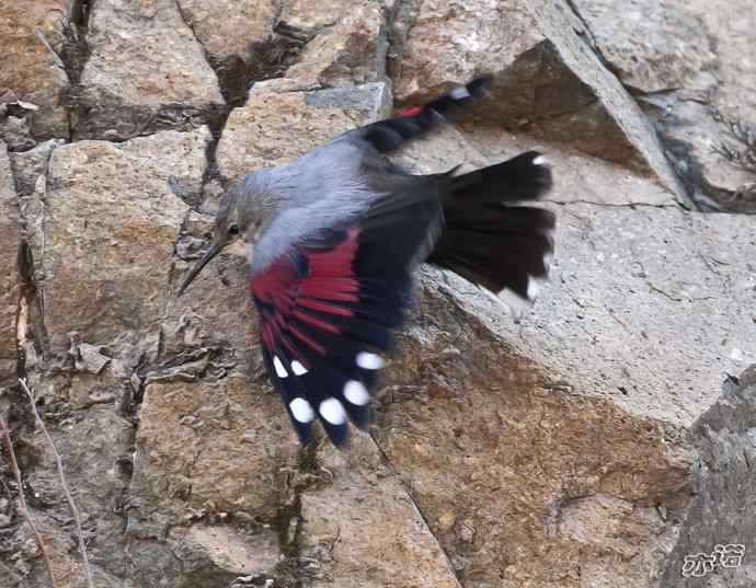 永定河峡谷 wbr路 wbr红翅旋壁雀 永定河峡谷 wbr路 wbr红翅旋壁雀