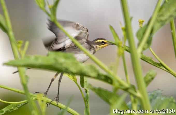 深港拍鸟新纪录（14）鈥斺敾汽n鸰（组图）