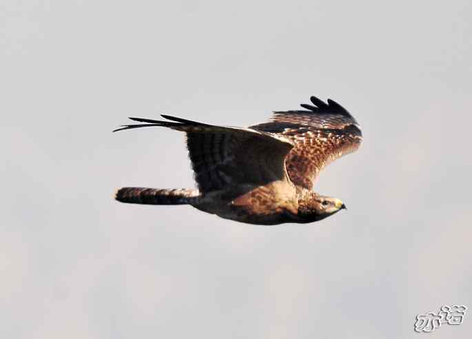 北京西山&nbsp;wbr路&nbsp;wbr黑耳鸢