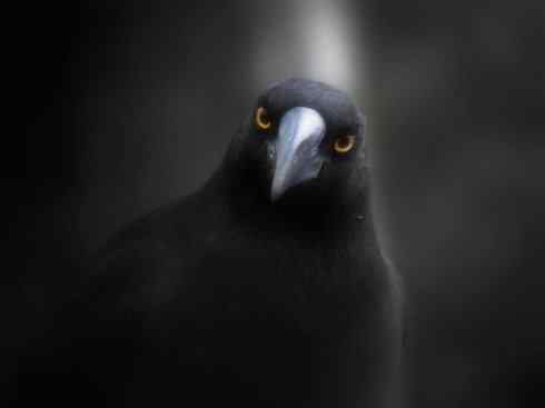 雀鸟也彪悍：战斗机（黑背钟鹊）