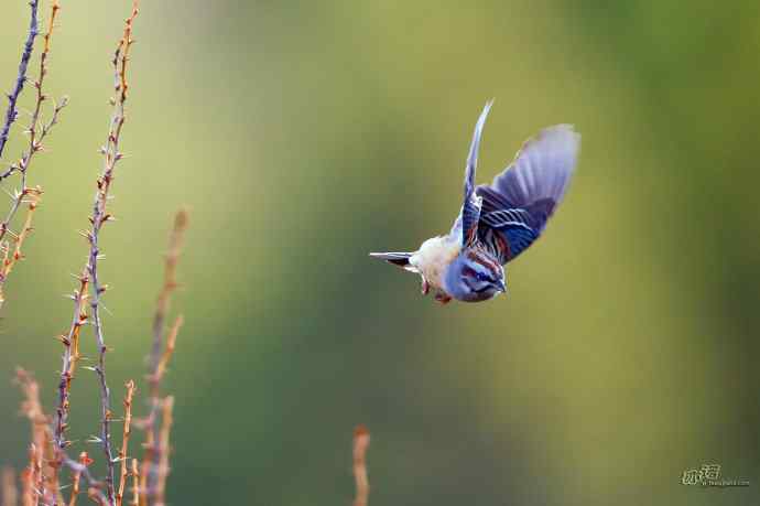 轻寒薄暖，再上川西