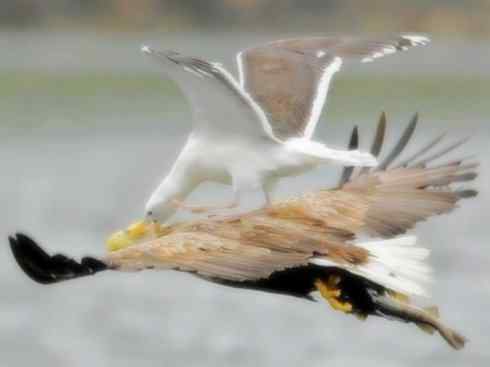 天生猎手：非猛禽类猎手（渡鸦、秃鹳）