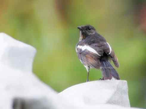 家禽驯化之源之二十五（绣眼鸟、鹊鸲四喜）