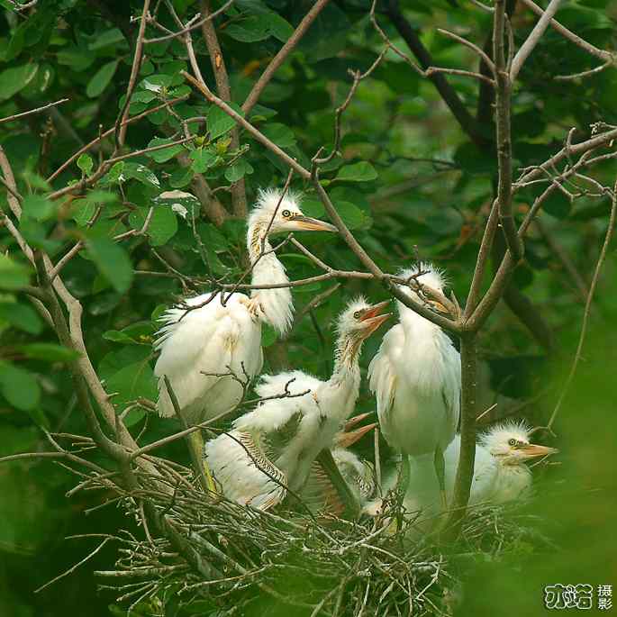 小白鹭与小夜鹭 小白鹭与小夜鹭