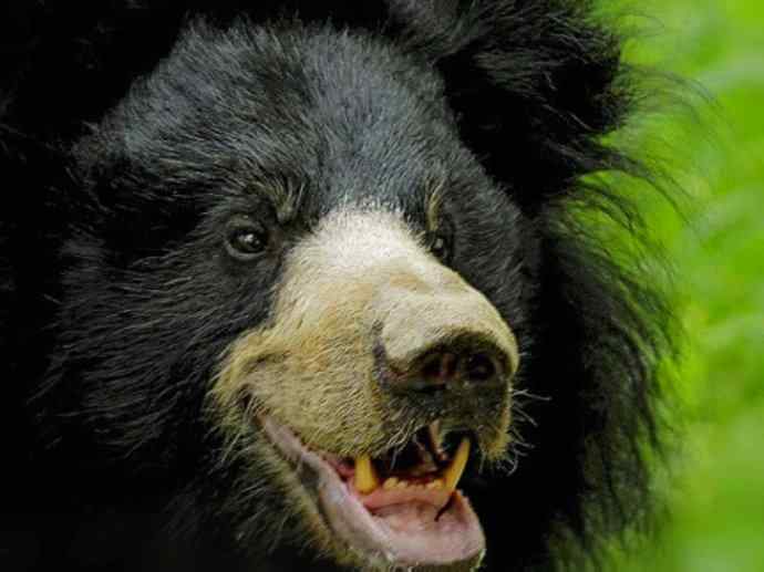 盘点十二大著名食蚁动物:懒熊 盘点十二大著名食蚁动物:懒熊