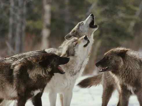 犬科：犬亚科犬属之郊狼、红狼