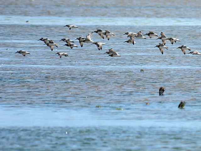 黄金海岸寻鹬 wbr赤土山桥赏鸟