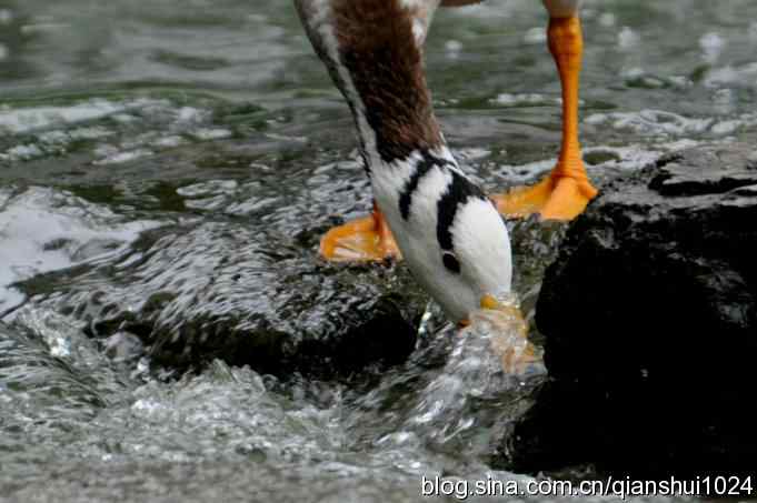 快乐的斑头雁(水禽湖)