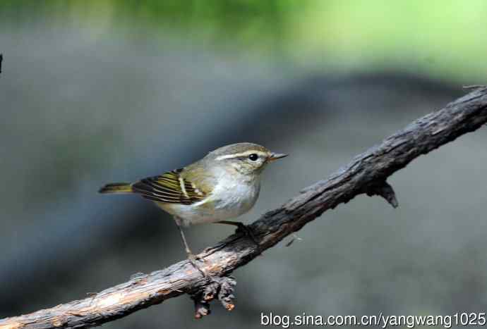 黄眉柳莺(6) 黄眉柳莺(6)